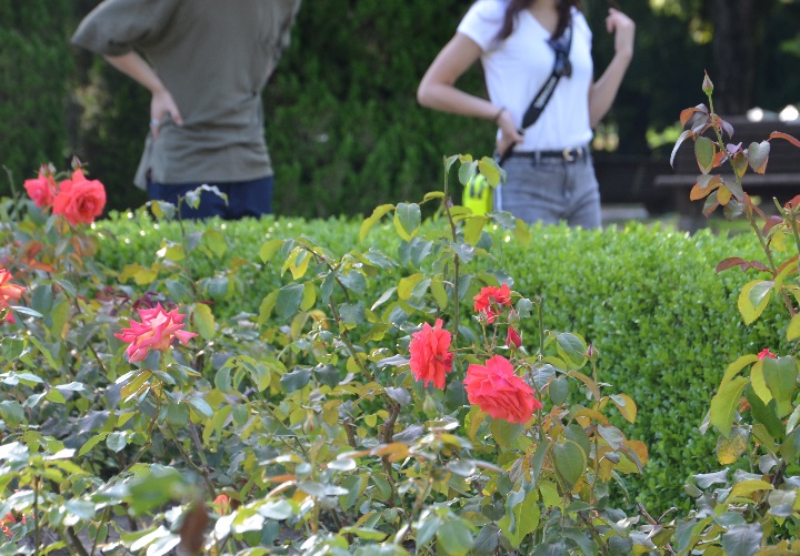 広島平和記念公園のバラ 国際平和拠点ひろしま