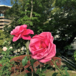 広島平和記念公園のバラ　２回目
